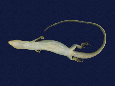 ƦƪԤBǦWG<em>Eumeces elegans</em><br>W١GRsl<br>^W١GElegant five-lined skink