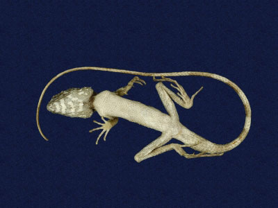 ƦƪԤBǦWG<em>Japalura swinhonis</em><br>W١G廨kh<br>^W١GSwinhoes tree lizard