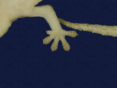 ƦƪԤBǦWG<em>Hemidactylus frenatus</em><br>W١G粪<br>^W١GCommon house gecko