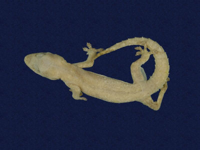 ƦƪԤBǦWG<em>Hemidactylus frenatus</em><br>W١G粪<br>^W١GCommon house gecko