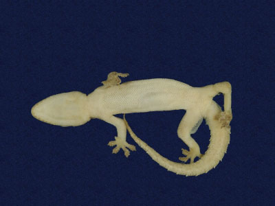 ƦƪԤBǦWG<em>Hemidactylus frenatus</em><br>W١G粪<br>^W١GCommon house gecko