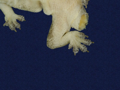 ƦƪԤBǦWG<em>Hemidactylus frenatus</em><br>W١G粪<br>^W١GCommon house gecko