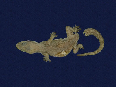 ƦƪԤBǦWG<em>Hemidactylus frenatus</em><br>W١G粪<br>^W١GCommon house gecko