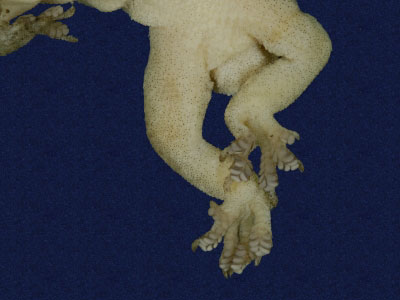 ƦƪԤBǦWG<em>Hemidactylus frenatus</em><br>W١G粪<br>^W١GCommon house gecko