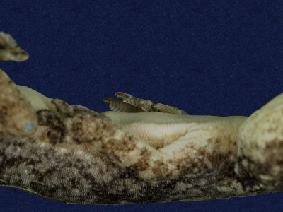 ƦƪԤBǦWG<em>Gekko hokouensis</em><br>W١Guc<br>^W١GHekou's gecko