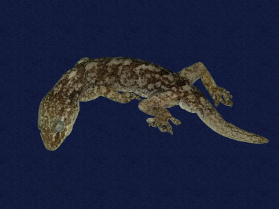 ƦƪԤBǦWG<em>Gekko hokouensis</em><br>W١Guc<br>^W١GHekou's gecko