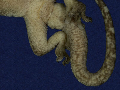 ƦƪԤBǦWG<em>Gekko hokouensis</em><br>W١Guc<br>^W١GHekou's gecko