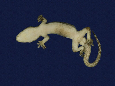 ƦƪԤBǦWG<em>Gekko hokouensis</em><br>W١Guc<br>^W١GHekou's gecko