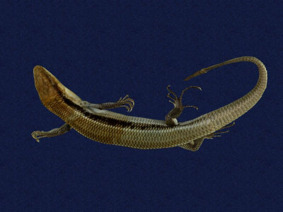 ƦƪԤBǦWG<em>Sphenomorphus incogicaudata</em><br>W١G츻h<br>^W١GSouth China forest skink