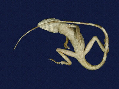 ƦƪԤBǦWG<em>Japalura swinhonis</em><br>W١G廨kh<br>^W١GSwinhoes tree lizard