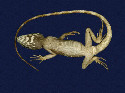 ƦƪԤBǦWG<em>Japalura swinhonis</em><br>W١G廨kh<br>^W١GSwinhoes tree lizard