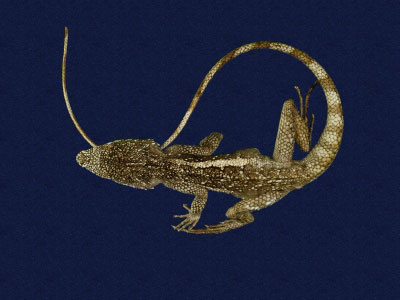 ƦƪԤBǦWG<em>Japalura swinhonis</em><br>W١G廨kh<br>^W١GSwinhoes tree lizard