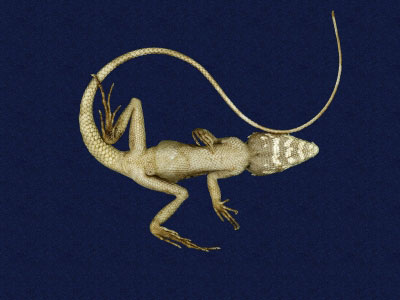 ƦƪԤBǦWG<em>Japalura swinhonis</em><br>W١G廨kh<br>^W١GSwinhoes tree lizard