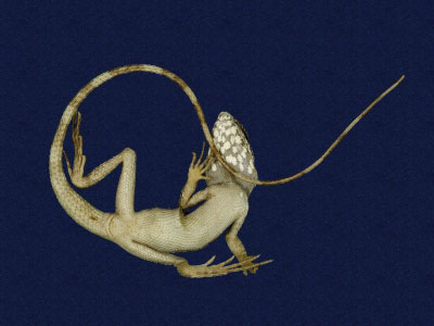 ƦƪԤBǦWG<em>Japalura swinhonis</em><br>W١G廨kh<br>^W١GSwinhoes tree lizard