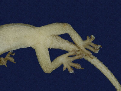 ƦƪԤBǦWG<em>Hemidactylus frenatus</em><br>W١G粪<br>^W١GCommon house gecko