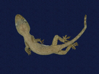 ƦƪԤBǦWG<em>Hemidactylus frenatus</em><br>W١G粪<br>^W١GCommon house gecko