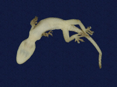 ƦƪԤBǦWG<em>Hemidactylus frenatus</em><br>W١G粪<br>^W١GCommon house gecko