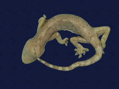 ƦƪԤBǦWG<em>Gekko hokouensis</em><br>W١Guc<br>^W١GHekou's gecko