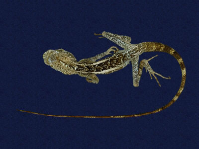 ƦƪԤBǦWG<em>Japalura swinhonis</em><br>W١G廨kh<br>^W١GSwinhoes tree lizard