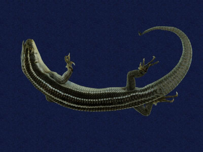 ƦƪԤBǦWG<em>Eumeces elegans</em><br>W١GRsl<br>^W١GElegant five-lined skink