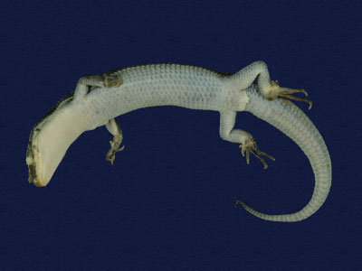 ƦƪԤBǦWG<em>Eumeces elegans</em><br>W١GRsl<br>^W١GElegant five-lined skink