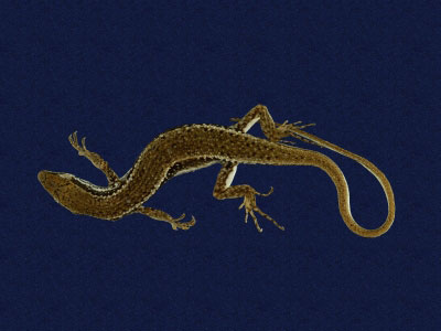 ƦƪԤBǦWG<em>Sphenomorphus incogicaudata</em><br>W١G츻h<br>^W١GSouth China forest skink