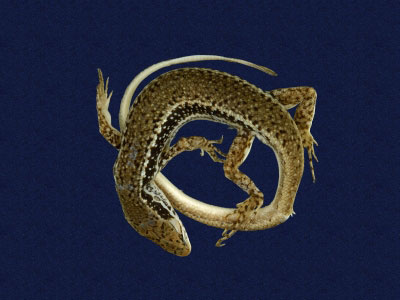 ƦƪԤBǦWG<em>Sphenomorphus incogicaudata</em><br>W١G츻h<br>^W١GSouth China forest skink