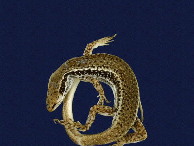 ƦƪԤBǦWG<em>Sphenomorphus incogicaudata</em><br>W١G츻h<br>^W١GSouth China forest skink