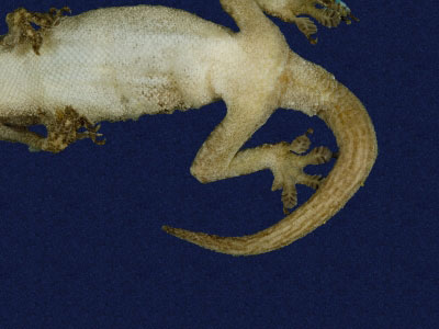 ƦƪԤBǦWG<em>Hemidactylus frenatus</em><br>W١G粪<br>^W١GCommon house gecko