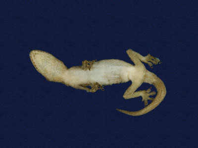 ƦƪԤBǦWG<em>Hemidactylus frenatus</em><br>W١G粪<br>^W١GCommon house gecko