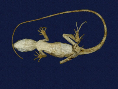 ƦƪԤBǦWG<em>Japalura swinhonis</em><br>W١G廨kh<br>^W١GSwinhoes tree lizard