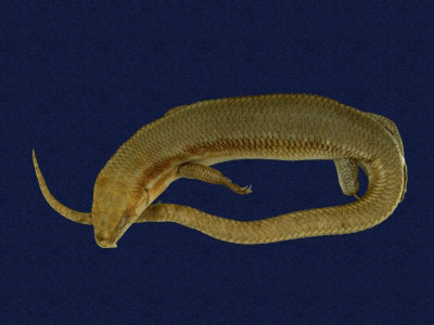 ƦƪԤBǦWG<em>Eumeces elegans</em><br>W١GRsl<br>^W١GElegant five-lined skink