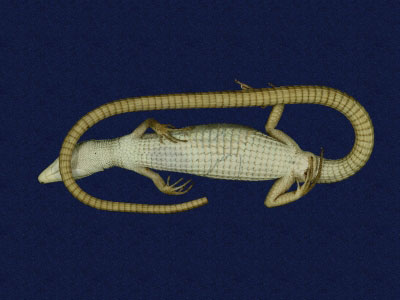 ƦƪԤBǦWG<em>Takydromous formosanus</em><br>W١GOWh<br>^W١GFormosan grass lizard