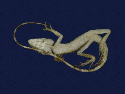 ƦƪԤBǦWG<em>Japalura swinhonis</em><br>W١G廨kh<br>^W١GSwinhoes tree lizard