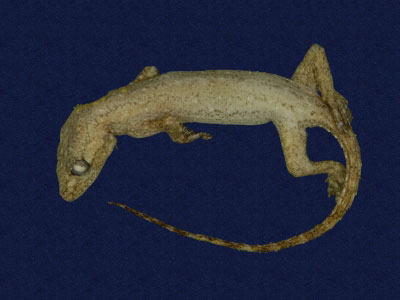 ƦƪԤBǦWG<em>Hemidactylus frenatus</em><br>W١G粪<br>^W١GCommon house gecko