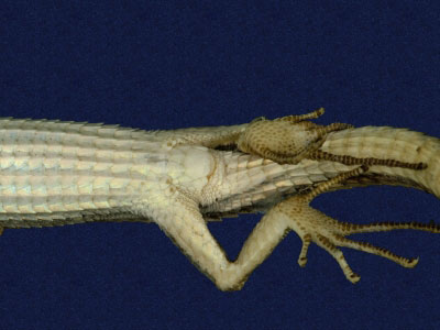 ƦƪԤBǦWG<em>Takydromous stejnegeri</em><br>W١Gܯh<br>^W١GStejneger's grass lizard