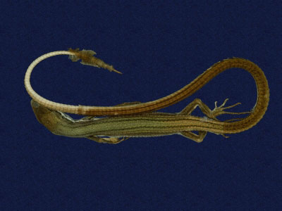 ƦƪԤBǦWG<em>Takydromous stejnegeri</em><br>W١Gܯh<br>^W١GStejneger's grass lizard