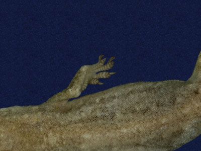 ƦƪԤBǦWG<em>Hemidactylus bowringii</em><br>W١GL粪<br>^W١GBowring's gecko