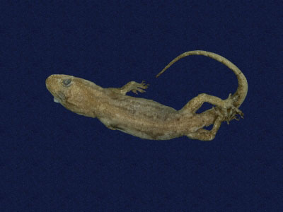 ƦƪԤBǦWG<em>Hemidactylus bowringii</em><br>W١GL粪<br>^W١GBowring's gecko