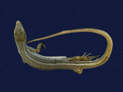 ƦƪԤBǦWG<em>Takydromous formosanus</em><br>W١GOWh<br>^W١GFormosan grass lizard