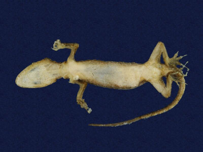 ƦƪԤBǦWG<em>Gekko hokouensis</em><br>W١Guc<br>^W١GHekou's gecko