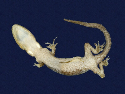 ƦƪԤBǦWG<em>Gekko hokouensis</em><br>W١Guc<br>^W١GHekou's gecko