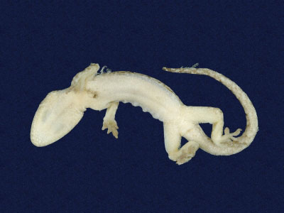 ƦƪԤBǦWG<em>Gekko hokouensis</em><br>W١Guc<br>^W١GHekou's gecko