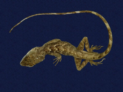 ƦƪԤBǦWG<em>Japalura swinhonis</em><br>W١G廨kh<br>^W١GSwinhoes tree lizard