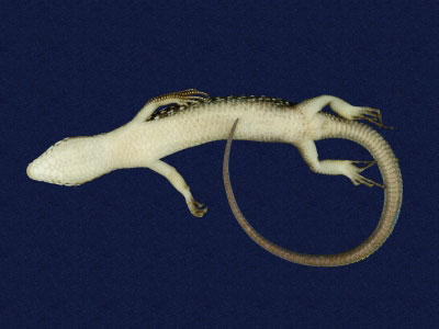 ƦƪԤBǦWG<em>Eumeces chinensis leucosticus</em><br>W١GկZsl<br>^W١GWhite-spotted Chinese skink