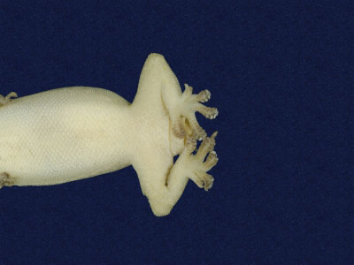 ƦƪԤBǦWG<em>Hemidactylus frenatus</em><br>W١G粪<br>^W١GCommon house gecko
