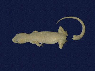 ƦƪԤBǦWG<em>Hemidactylus frenatus</em><br>W١G粪<br>^W١GCommon house gecko