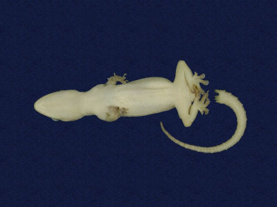 ƦƪԤBǦWG<em>Hemidactylus frenatus</em><br>W١G粪<br>^W١GCommon house gecko