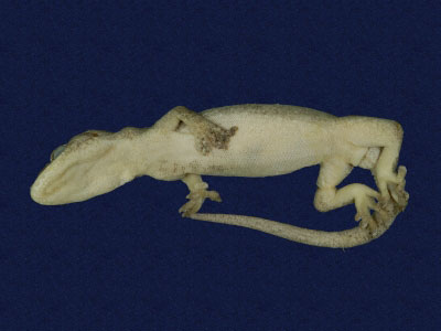 ƦƪԤBǦWG<em>Gekko hokouensis</em><br>W١Guc<br>^W١GHekou's gecko