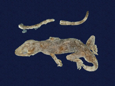 ƦƪԤBǦWG<em>Gekko hokouensis</em><br>W١Guc<br>^W١GHekou's gecko